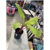 Image 2 : LARGE BANANA PLANT, " DWARF RED BANANAS" 40 INCH TALL