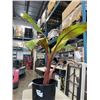 Image 3 : LARGE BANANA PLANT, " DWARF RED BANANAS" 40 INCH TALL