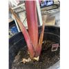 Image 4 : LARGE BANANA PLANT, " DWARF RED BANANAS" 40 INCH TALL