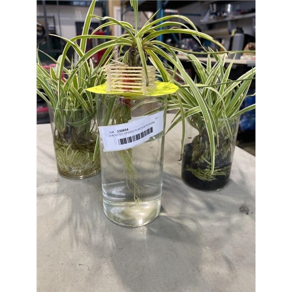 3 ROOTED SPIDER PLANTS WITH GLASS JARS