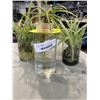Image 1 : 3 ROOTED SPIDER PLANTS WITH GLASS JARS