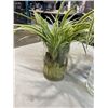 Image 2 : 3 ROOTED SPIDER PLANTS WITH GLASS JARS