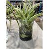 Image 3 : 3 ROOTED SPIDER PLANTS WITH GLASS JARS