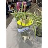 Image 4 : 3 ROOTED SPIDER PLANTS WITH GLASS JARS