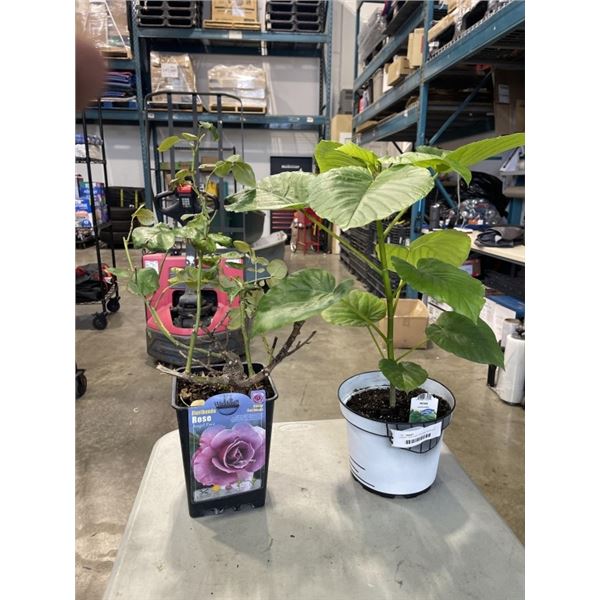 LARGE FICUS PLANT AND ANGEL FACE ROSE SHRUB