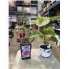 Image 1 : LARGE FICUS PLANT AND ANGEL FACE ROSE SHRUB