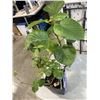 Image 4 : LARGE FICUS PLANT AND ANGEL FACE ROSE SHRUB