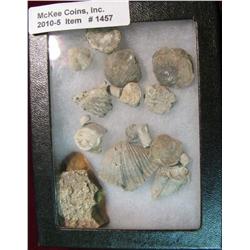 1457. Collection of fossils in glass case of museum quality. Several million years old.