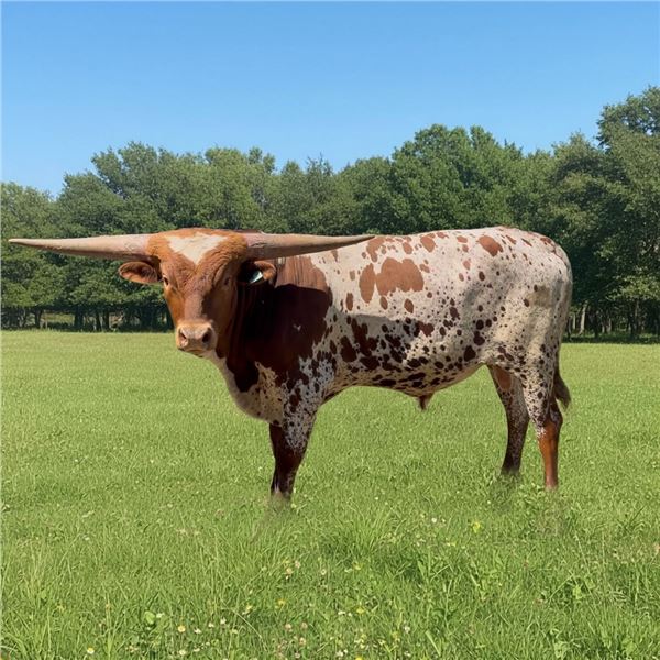 GF Native Texan