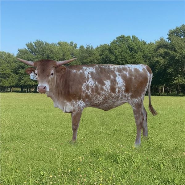 SLL RENEGADE QUEEN