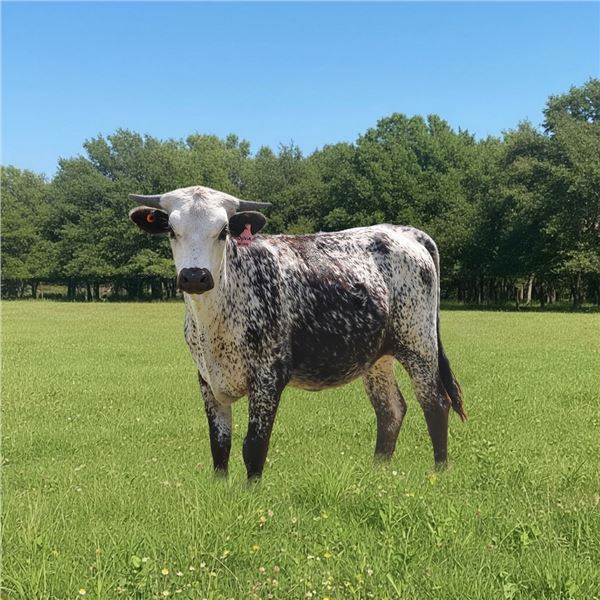 GF Sundance Sylvia