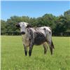 Image 1 : GF Sundance Sylvia