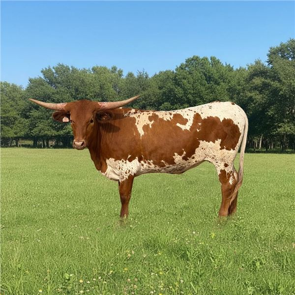 GF Bullseye Becky
