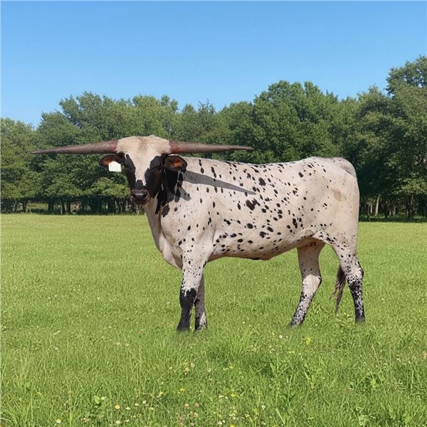 GF Rawhide Rhonda