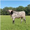 Image 1 : GF Rawhide Rhonda