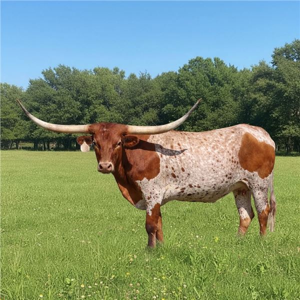 GF Dyna-Zar