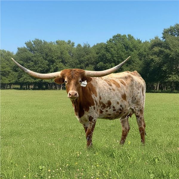 SLL SAVANNA