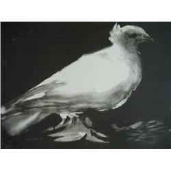 PABLO PICASSO Photo Litho 1969 Dove Spanish