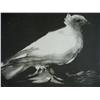 Image 1 : PABLO PICASSO Photo Litho 1969 Dove Spanish