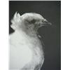Image 5 : PABLO PICASSO Photo Litho 1969 Dove Spanish