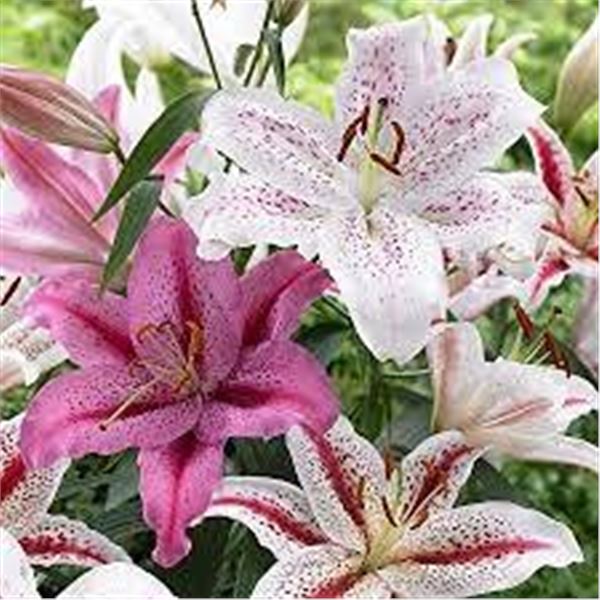 TASC Lilium Tiger Assorted 15 Bulbs
