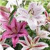 Image 1 : TASC Lilium Tiger Assorted 15 Bulbs