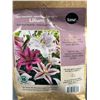 Image 3 : TASC Lilium Tiger Assorted 15 Bulbs