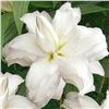 Image 1 : Tasc Lilium Lotus Ice Bulbs, 15 Pack