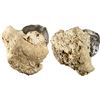 Image 1 : MEXICO, Mexico City, clump of one cob 8 reales in chunk of coral, Philip IV, assayer not visible.