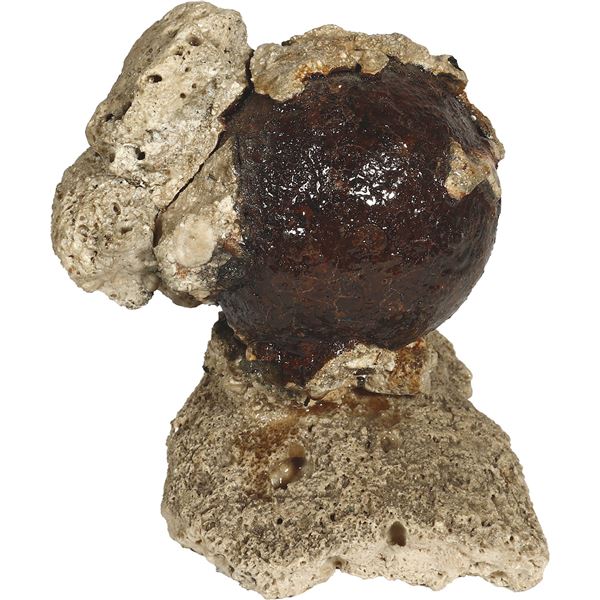 Cannonball with large pieces of coral encrustation, ex-1715 Fleet, ex-Fisher and Holzworth (1965).