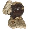 Image 1 : Cannonball with large pieces of coral encrustation, ex-1715 Fleet, ex-Fisher and Holzworth (1965).