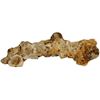 Image 1 : Heavily encrusted iron spike with shells and debris, ex-1715 Fleet, ex-Volker.
