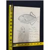 Image 4 : Vladimir Ossipoff Fish Sketch Humuhumu Hiʻu Kole