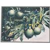 Image 2 : Peggy Chun 1997 Breadfruit ('ulu) Watercolor