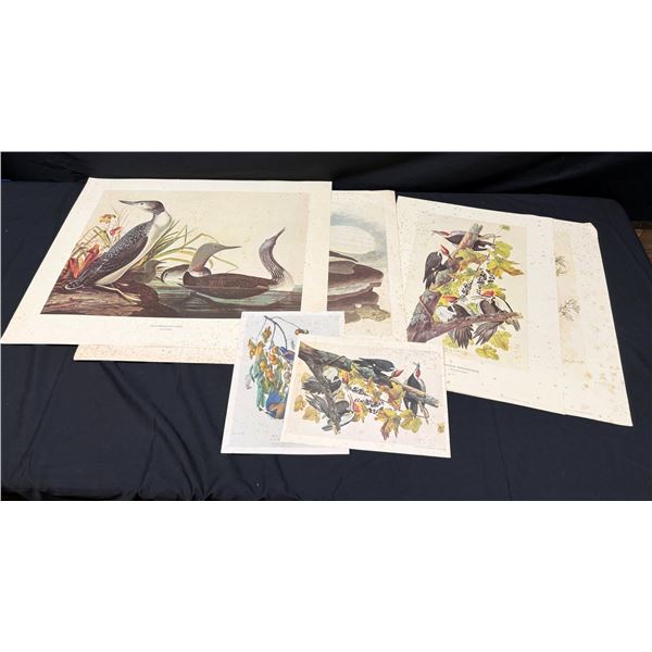 Multiple John James Audubon’s Birds of America Art Prints, Circa 1966, Misc Sizes