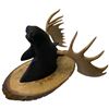Image 4 : 3-piece Lot - Black Bear, Stag & Bighorn Ram on Wall Plaques, H10" x 9" & 8" x 6.5" (2)