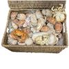 Image 2 : Large Wicker Basket Full of Seashells - Basket is 14" x 10" x 7" deep