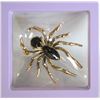 Image 1 : NEW SPIDER BROOCH WITH BLACK ACCENTS