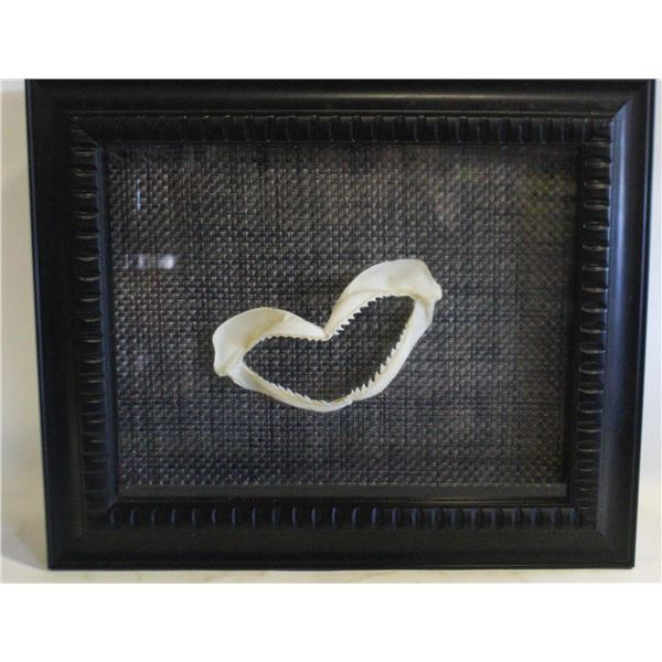 SHADOWBOX FRAMED SHARK TEETH