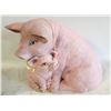 Image 1 : MAMA AND BABY PIGGY BANK