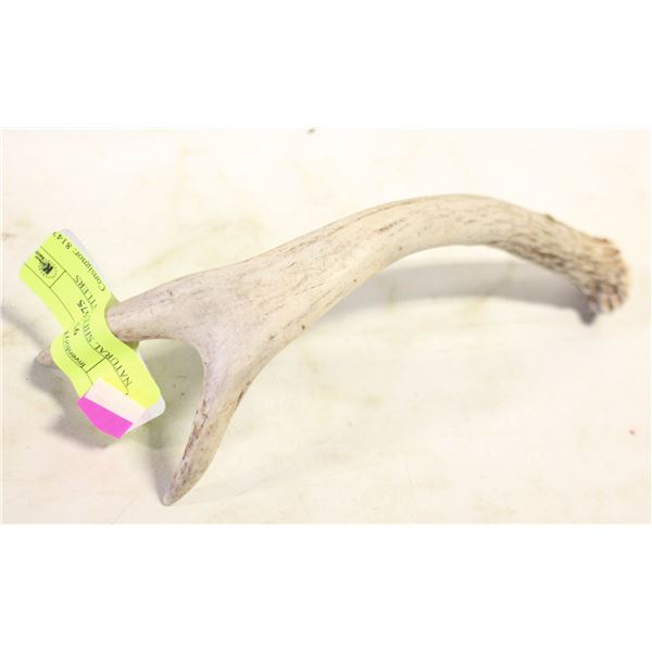 NATURAL SHED ANTLERS