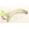 Image 1 : NATURAL SHED ANTLERS
