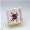 Image 1 : NEW TARANTULAS LARGE PINKS LILAC CAT