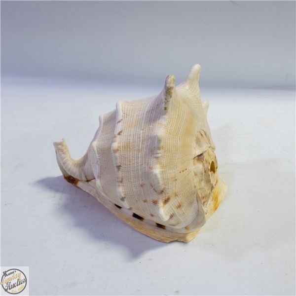 LARGE CONCH SEASHELL