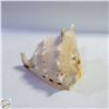 Image 1 : LARGE CONCH SEASHELL