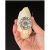 Image 3 : 1909 Seattle Exposition Seashell Sailboat Ashtray