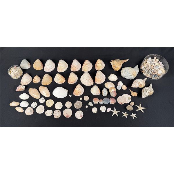 Collection of Seashells