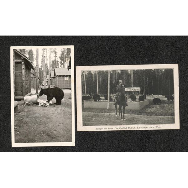 Yellowstone National Park Montana Bear Postcards
