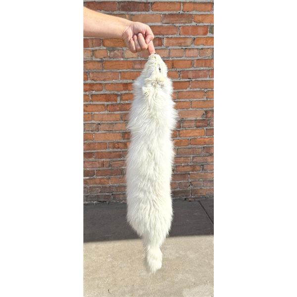 Arctic Fox Fur Pelt Taxidermy