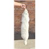 Image 1 : Arctic Fox Fur Pelt Taxidermy